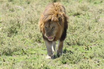 lion in the grass