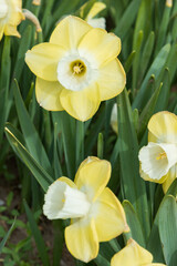 Yellow daffodils in the garden