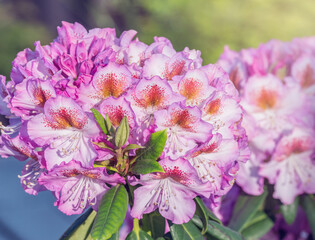 Flowers of Rhododendron at sunset time.