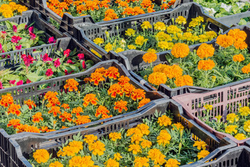Tagetes flowers on the garden market.