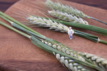 Miniature creative green wheat and chef
