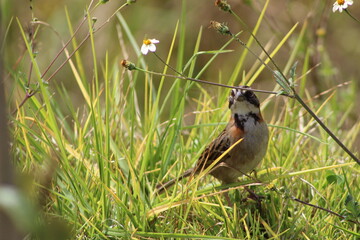 Copeton, Lago Sochagota, Paipa, Boyacá