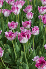 Light and dark pink tulips with fringed edges in a tulip  field