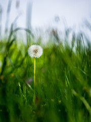 Mały dmuchawiec w trawie na zielonym tle na tle niebieskiego nieba