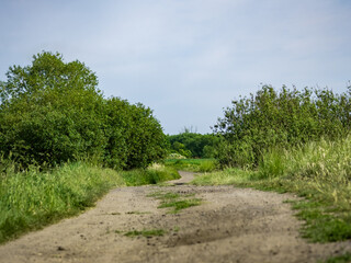 droga na środku łąki, krajobraz w rejonie zachodniej polski zielone drzewa błękitne niebo - obrazy, fototapety, plakaty