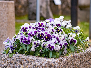 kwiaty w centrum miasta, w kamiennym pomniku © FIOMI