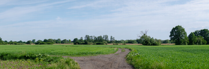 droga na środku łąki, krajobraz w rejonie zachodniej polski zielone drzewa błękitne niebo - obrazy, fototapety, plakaty