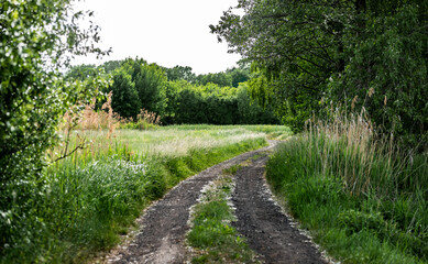 Fototapeta na wymiar droga na środku łąki, krajobraz w rejonie zachodniej polski zielone drzewa błękitne niebo