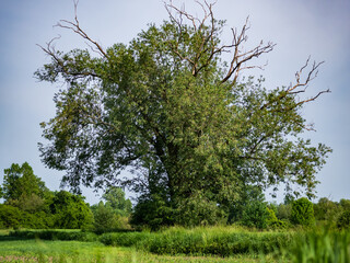 duże drzewo na środku łąki, krajobraz w rejonie zachodniej polski zielone drzewa na tle pola błękitne niebo - obrazy, fototapety, plakaty