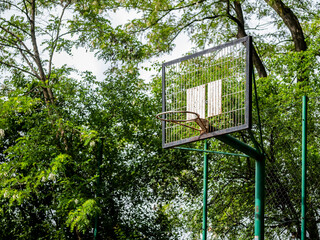 kosz do gry w koszykówkę na boisku sportowym pośrodku parku wokół drzew, zielony klimat...