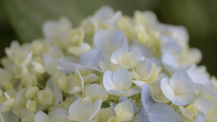 赤や青や紫や白のたくさんの紫陽花
