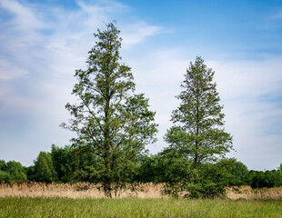 drzewa na środku łąki, krajobraz w rejonie zachodniej polski zielone drzewa na tle pola...