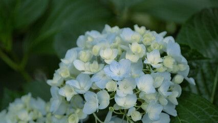 赤や青や紫や白のたくさんの紫陽花
