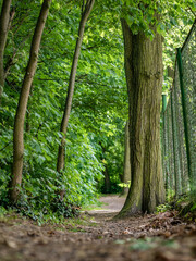 polna ścieżka w środku lasu wokół drzew zielone otoczenie ziemny klimatyczny lasek