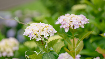 赤や青や紫や白のたくさんの紫陽花
