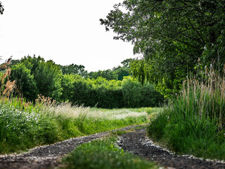 Fototapeta na wymiar droga na środku łąki, krajobraz w rejonie zachodniej polski zielone drzewa błękitne niebo
