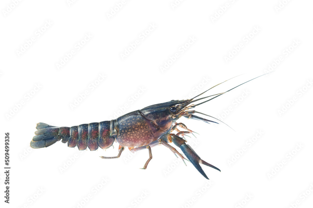 Wall mural blue crayfish, fresh water lobster. red claw crayfish alive or fash water lobster alive set on isola