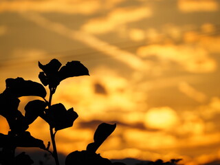 夕焼け