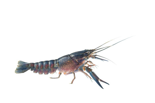 Blue crayfish, Fresh water Lobster. red claw crayfish alive or fash water lobster alive set on isolate white background