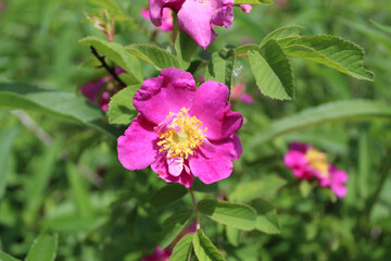 Climbing wild rose closeup at Middlefork Savanna Forest Preserve in Lake Forest, Illinois