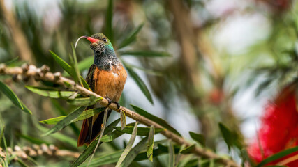 A Peruvian hummingbird is spitting out its tongue