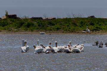 The flock of American white pelicans (Pelecanus erythrorhynchos)  resting on a shore of lake Michigan.