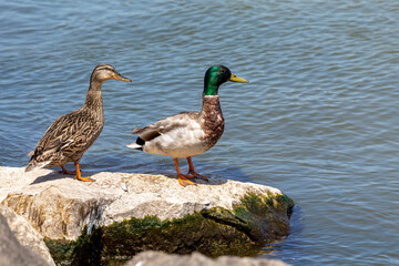 a pair of Mallards - wild ducks on the shores of Lake Michigan.
The Drake changing feathers 