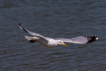 The Herring gull (Larus argentatus) in flight