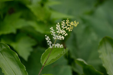 The false Solomon's seal (Maianthemum racemosum) known as treacleberry,fake lily of the valley, fake Solomon's seal, Solomon's plume or fake point,
a species of flowering plant native to North America