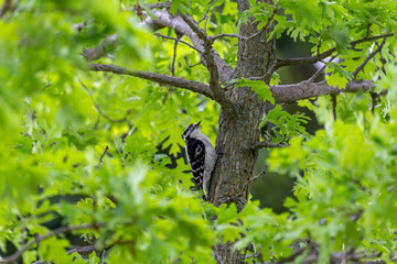 The hairy woodpecker (Leuconotopicus villosus). Natural scene from Wisconsin state park during nesting.