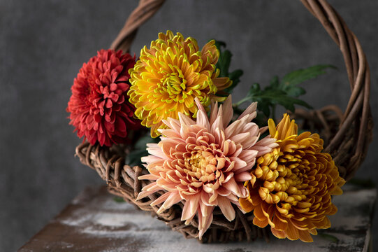 西洋菊 Images Browse 68 Stock Photos Vectors And Video Adobe Stock