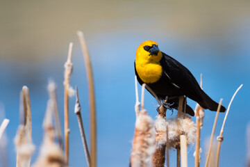 Yellow-headed Blackbird (Xanthocephalus xanthocephalus) perched on cattails close up wildlife portrait