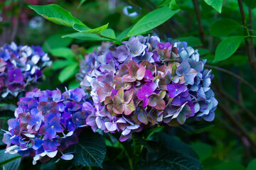 Fototapeta premium Colorful flowers of hydrangea ( Hydrangea macrophylla ) in garden on sunny summer day. Purple and blue hydrangea. High quality photo. Selective focus.