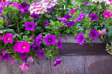 Pink, purple flowers of surfinia (ampelous petunia). Spring flowers. Floral postcard with pink surfinia. Garden, seasonal gardening. Purple surfinia blossom. Pink bloom of surfinia (ampelous petunia)