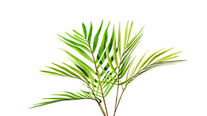 Palm leafs, 3d render. Palm tree branch isolated on a white background. Tropical background.