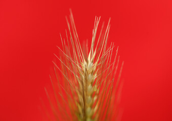 Obraz premium Flower blossom close up hordeum vulgare family poaceae botanical background modern high quality big size prints home decoration