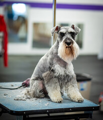 Schnauzer dog in the middle of grooming session. Salt and pepper Miniature schnauzer on table with cut hair.  