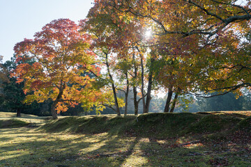 奈良公園の紅葉 / Autumn leaves in Nara Park