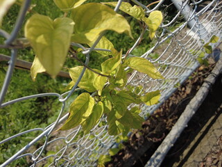 フェンスに絡みついた植物