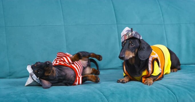 Two funny dachshunds in house painter costumes are sitting on the couch and pretending to be tired. Trained dogs in costumes show funny tricks. Break in the work of builders.