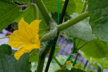 キュウリの花