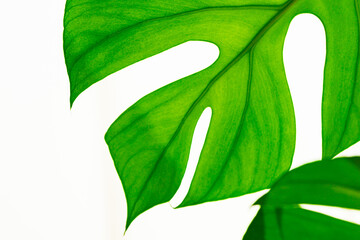 Rhaphidophora Tetrasperma, Mini monstera, Ginny/jinny philodendron © mod