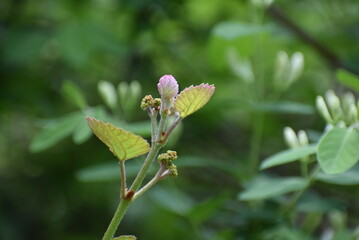 pink and white flower