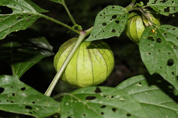 Tomate