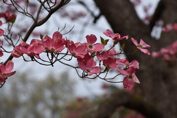 pink cherry blossom