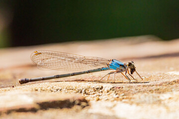 Close up shot of Powdered dancer Dameselfly eating insect