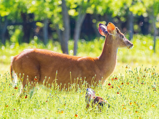 Sunny view of the White-tailed deer