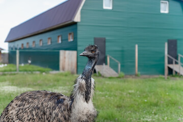 portrait of an emu ostrich on a farm in a pen
