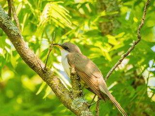 Close up shot of Yellow-billed cuckoo