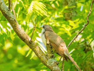 Close up shot of Yellow-billed cuckoo